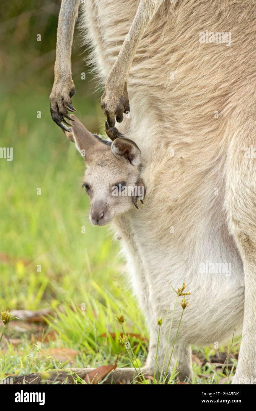 Cabeza de la pequeña joey de canguro gris oriental que se sale de la bolsa con patas grandes y garras largas de la madre colgando a su lado, en la naturaleza en Australia Foto de stock