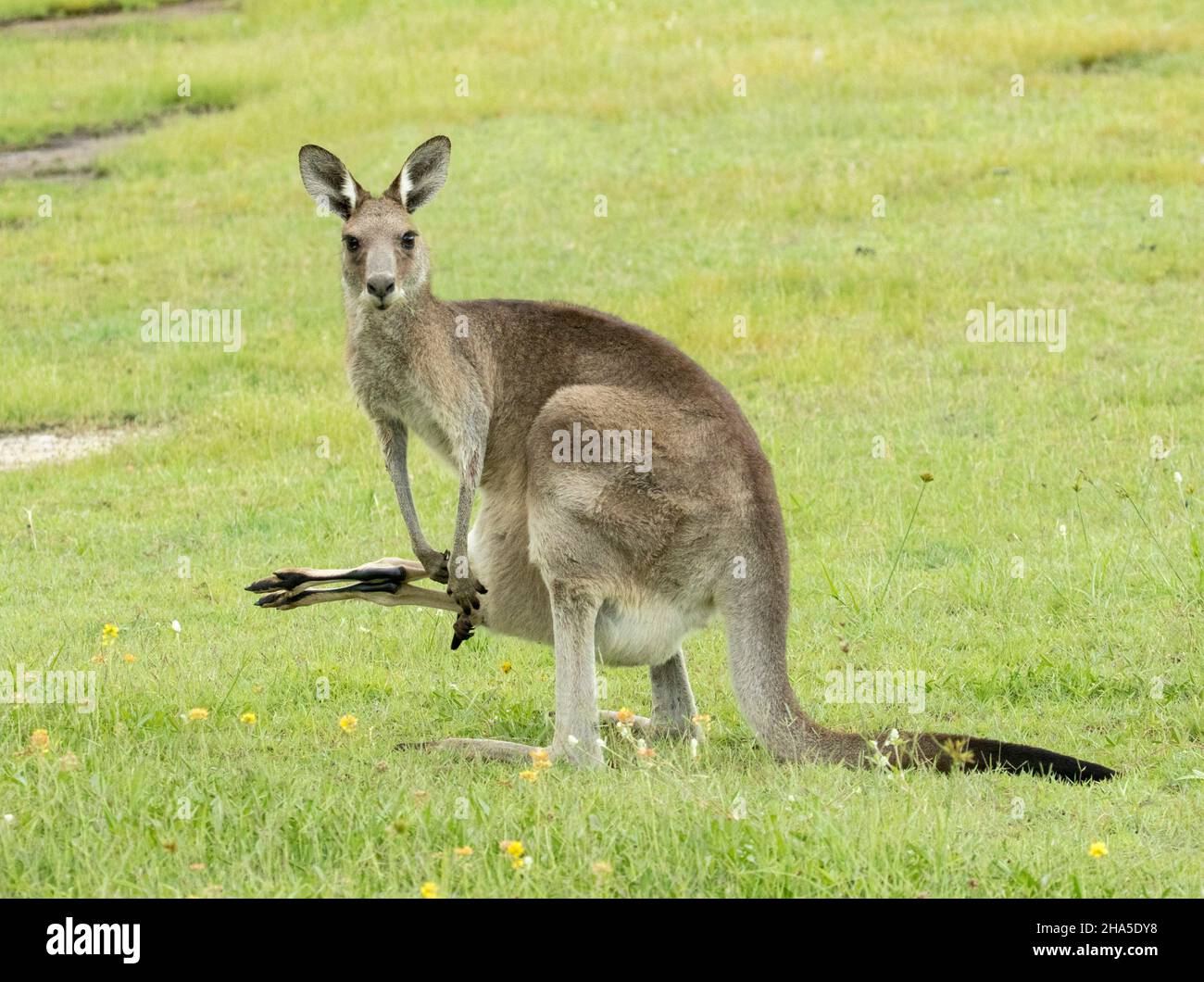 Canguro gris oriental con piernas largas de joey que sobresalen de su bolsa, mirando la cámara, en la naturaleza en Australia. Foto de stock