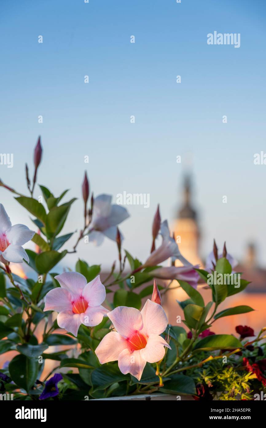 dipladenia, en una caja de flores frente al horizonte de la ciudad de durlach. Foto de stock