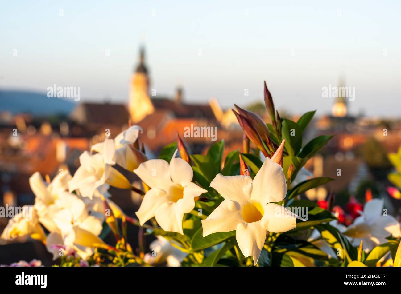 dipladenia, en una caja de flores frente al horizonte de la ciudad de durlach. Foto de stock