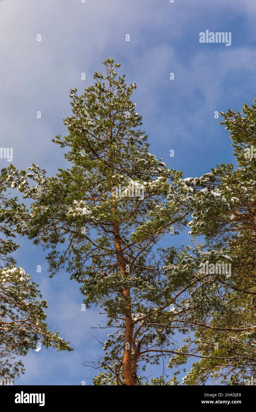 los árboles en el frío helado contra un cielo azul, vista de la rana Foto de stock