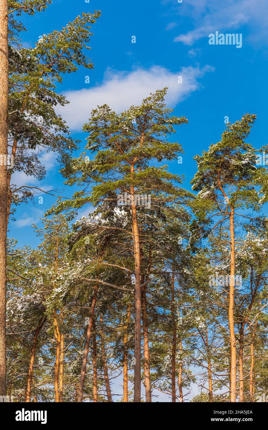 los árboles en el frío helado contra un cielo azul, vista de la rana Foto de stock