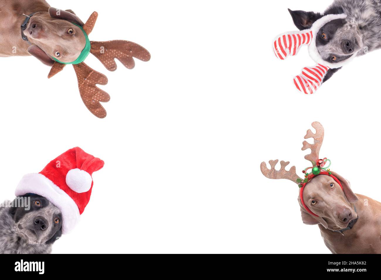 Perros con arnés de Navidad en las esquinas, sobre fondo blanco, con espacio de copia en el medio Foto de stock