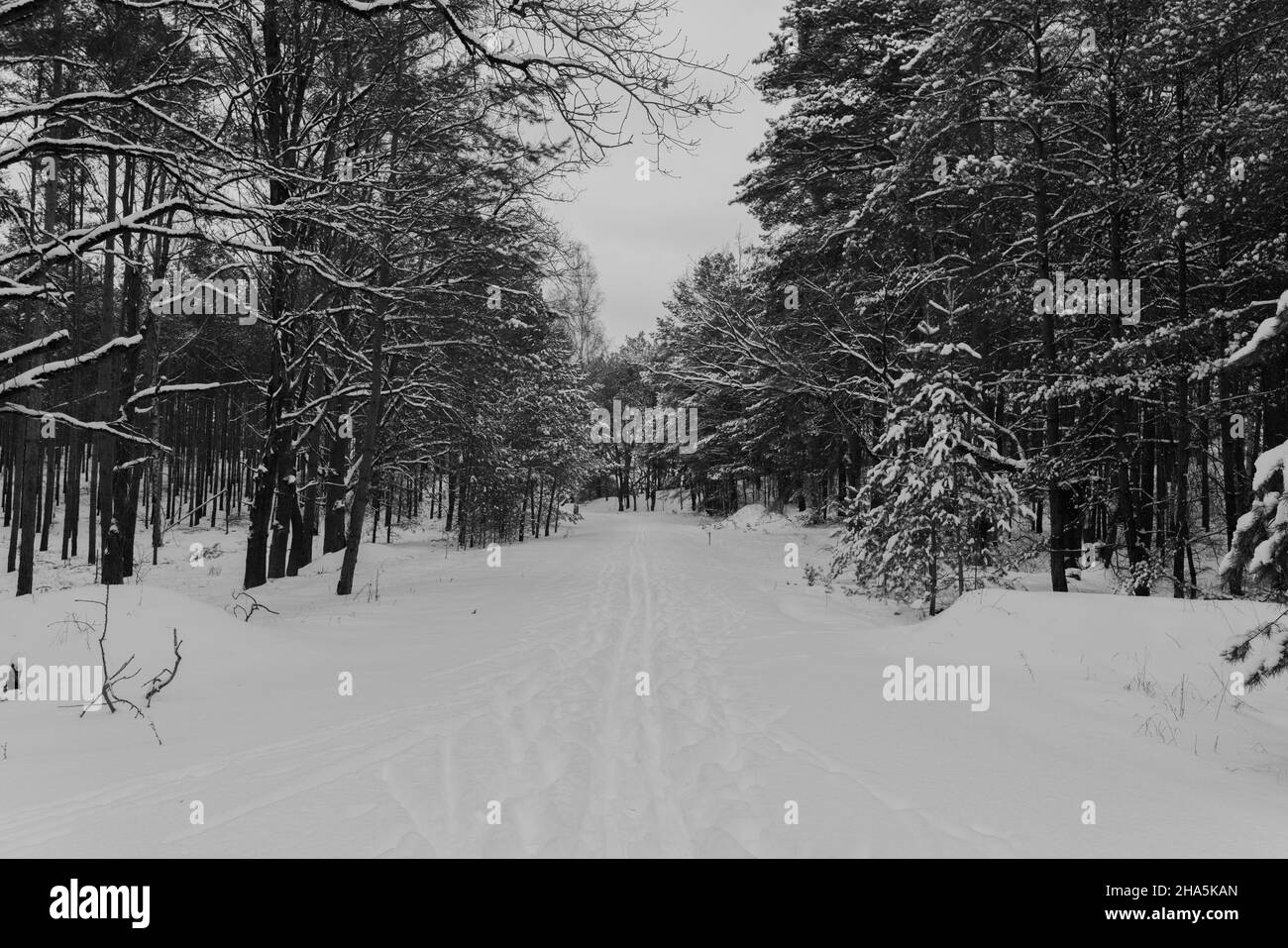 camino forestal cubierto de nieve en invierno, pistas de esquiadores y caminantes en la nieve, blanco y negro Foto de stock