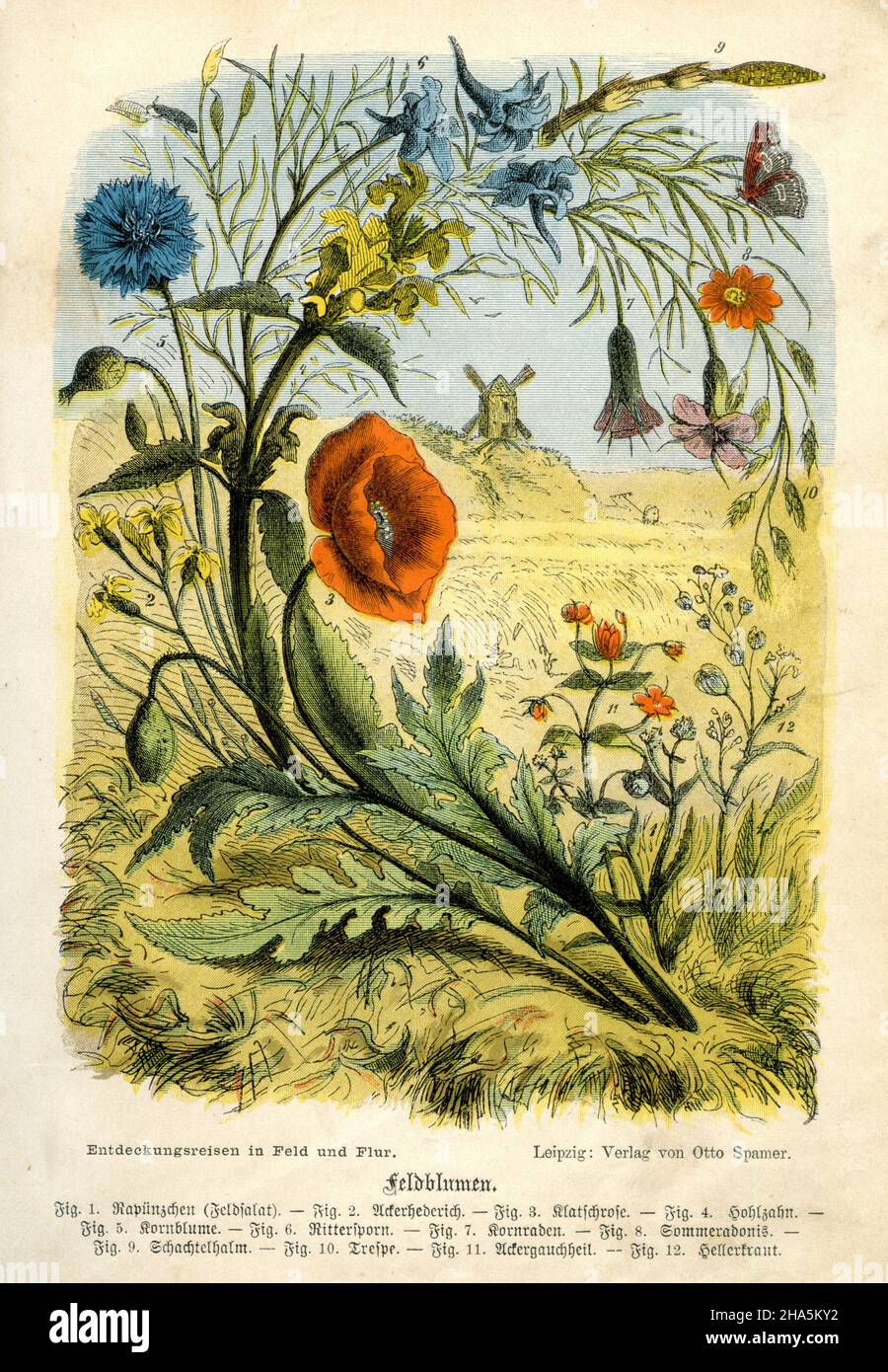 Flores de campo: 1 lechuga de campo (Rapunzel), 2 hederich de campo, 3 amapola de maíz, 4 berberechos de maíz, 5 cornflower, 6 larkspur, 7 berechos de maíz, 8 veranadonis, 9 cola Flores de campo: 1 lechuga de campo (Rapunzel), 2 hederich de campo, 3 amapola de maíz, 4 berberechos de maíz, 5 cornflower, 6 larkspur, 7 berechos de maíz, 8 veranadonis, 9 cola