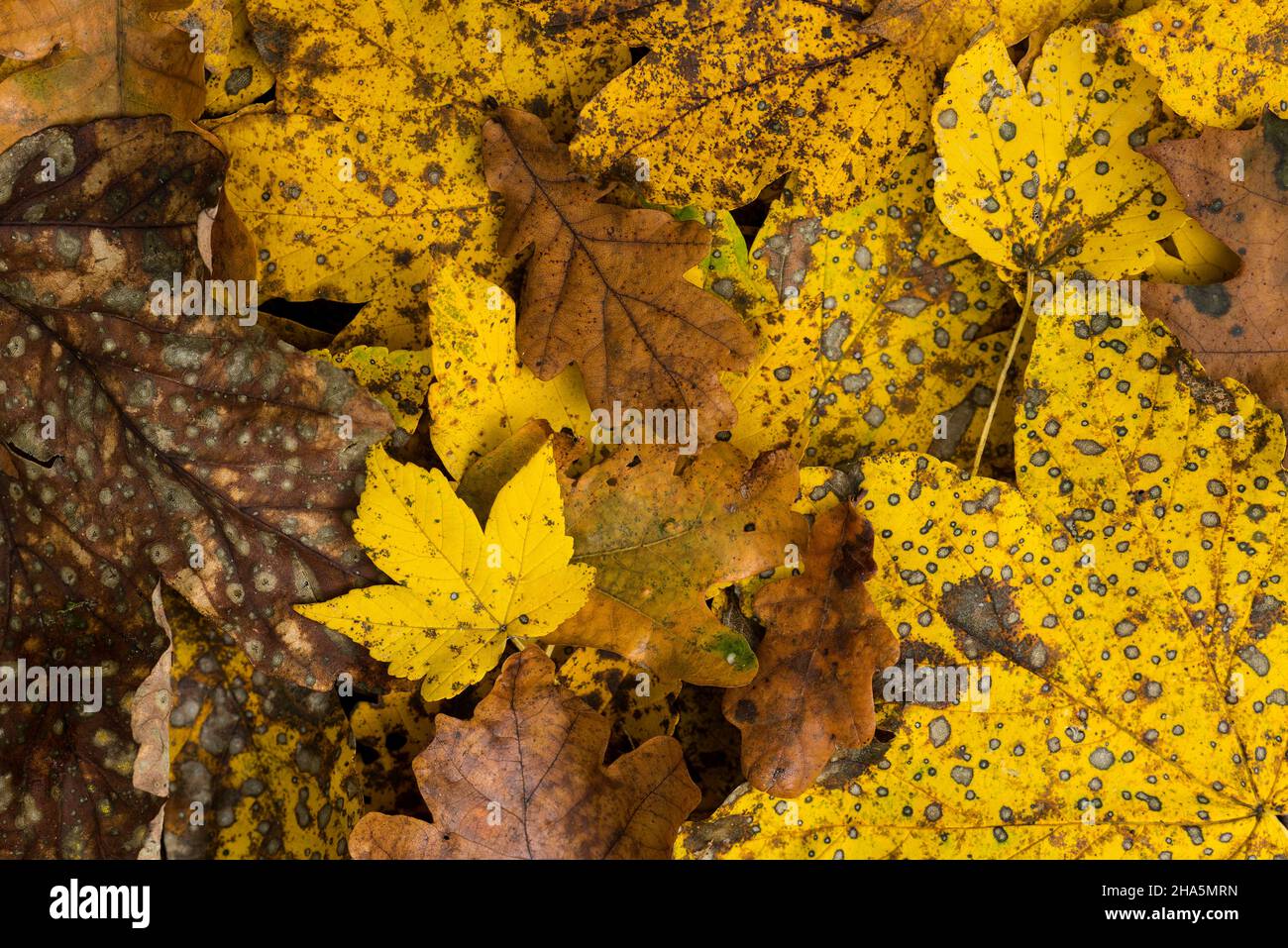 las hojas coloridas del arce y del roble se encuentran en el suelo del bosque, humor del otoño, alemania Foto de stock