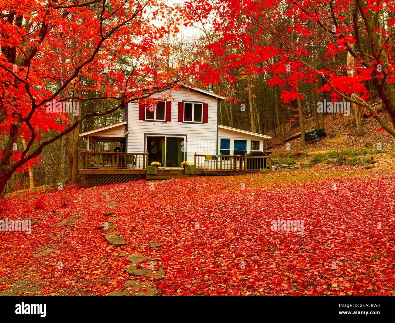 casa y arce japonés durante el follaje en otoño, woodstock, estado de nueva york, estados unidos Foto de stock