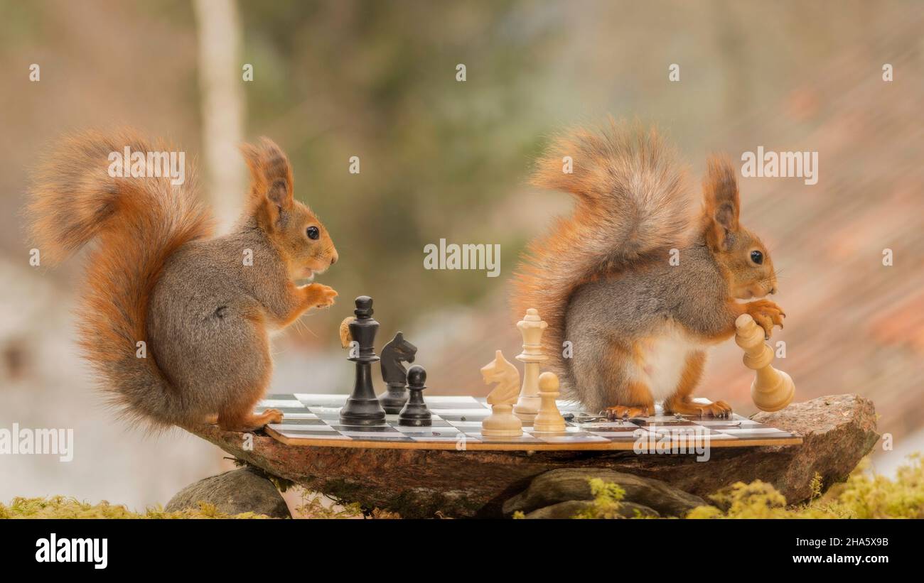 Cerca de ardillas rojas jugando al ajedrez y uno es quitarle una reina blanca Foto de stock