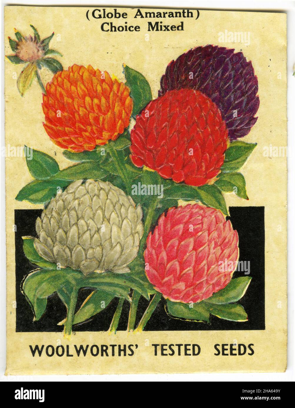 Paquete de semillas vintage para Globe Amaranth de Woolworth's Tested Seeds, alrededor de 1930 Foto de stock