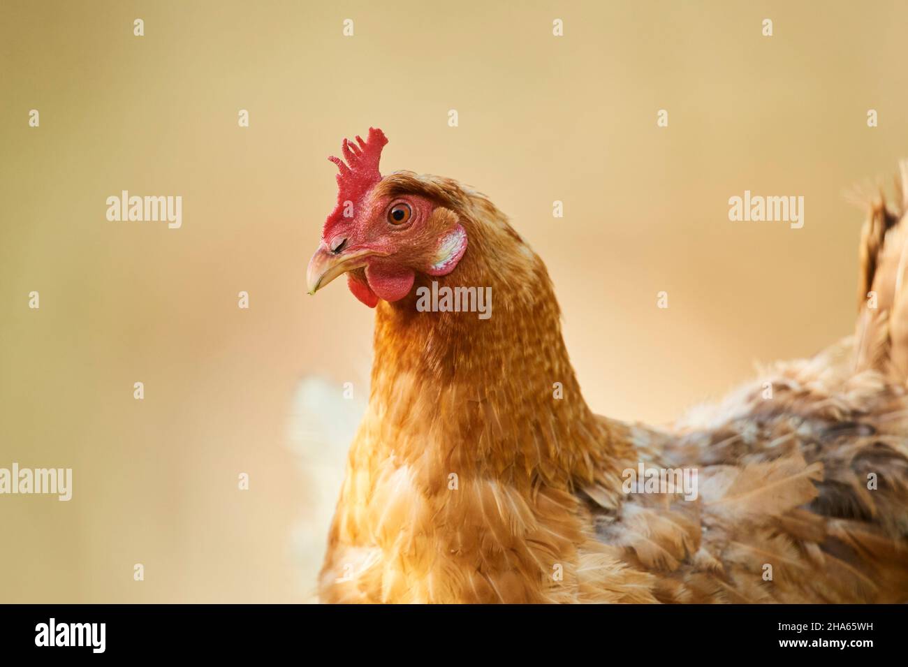 pollo doméstico (gallus gallus domesticus), granja, rango libre, gallina, medio retrato Foto de stock