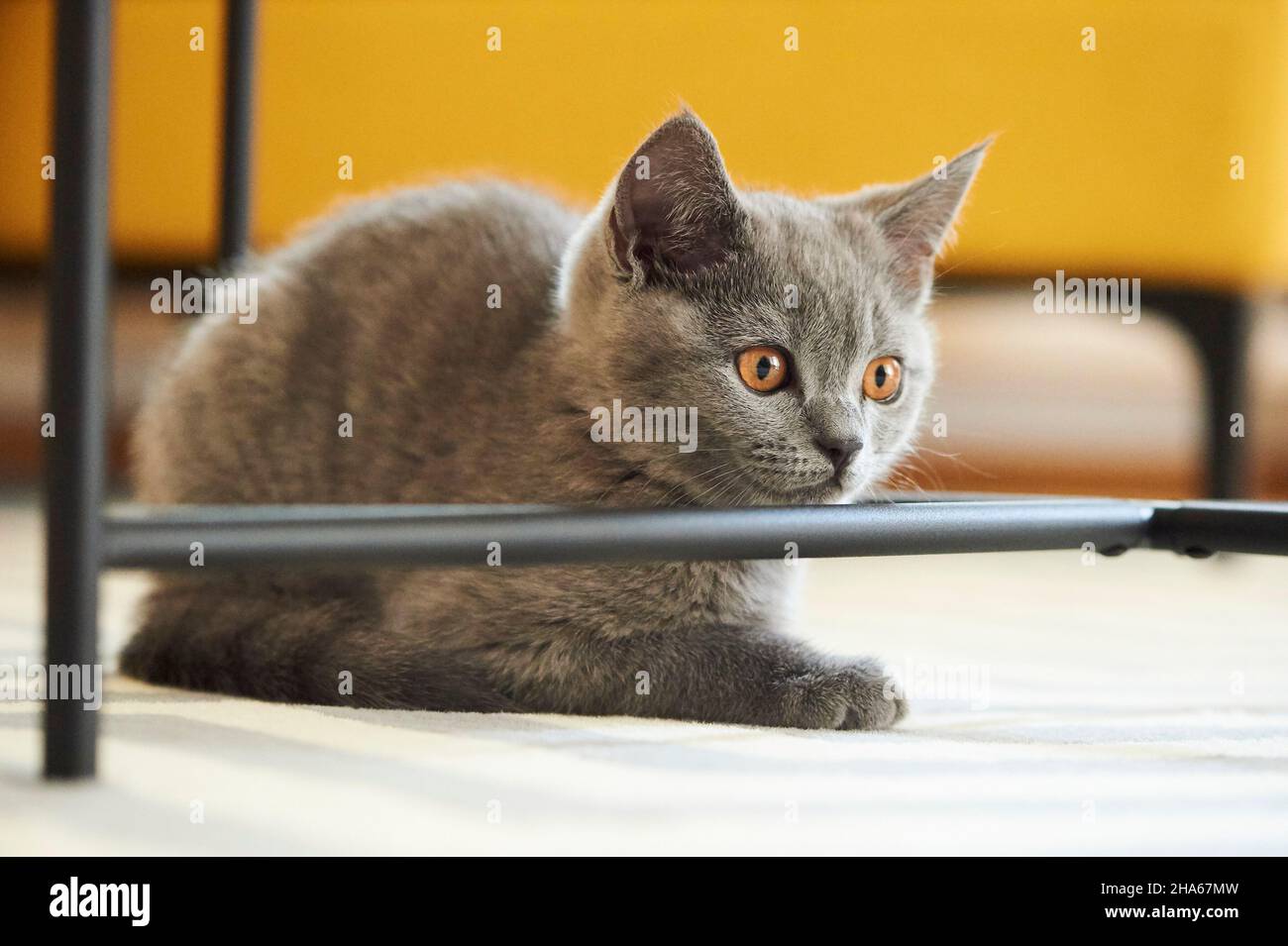 british shorthair,gato doméstico (felis catus),gatito,plano,tierra,jugando Foto de stock