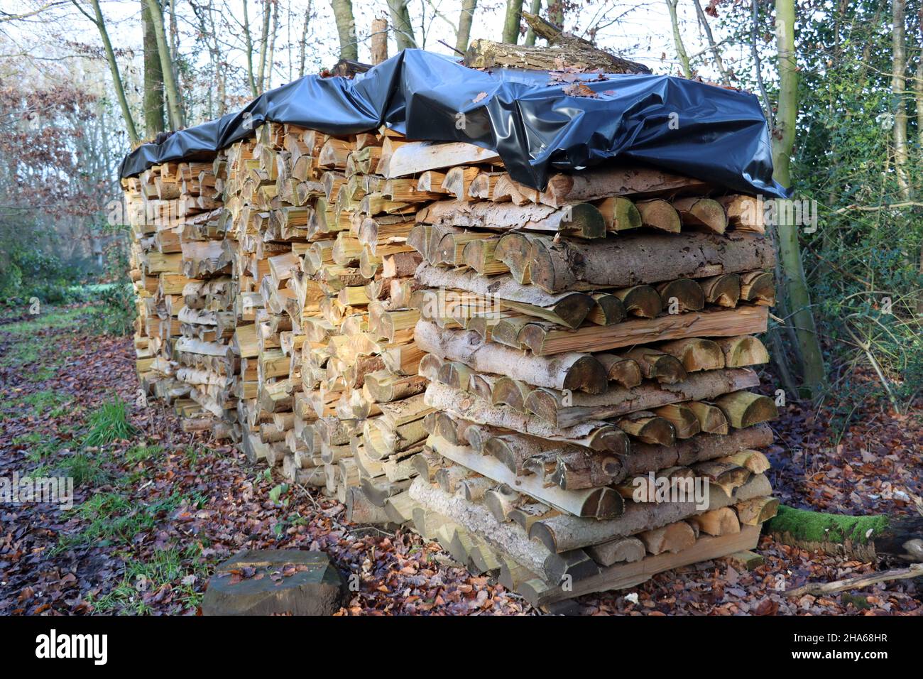 Stapel mit Brennholz im Wald, Renania del Norte Westfalia, Alemania Foto de stock