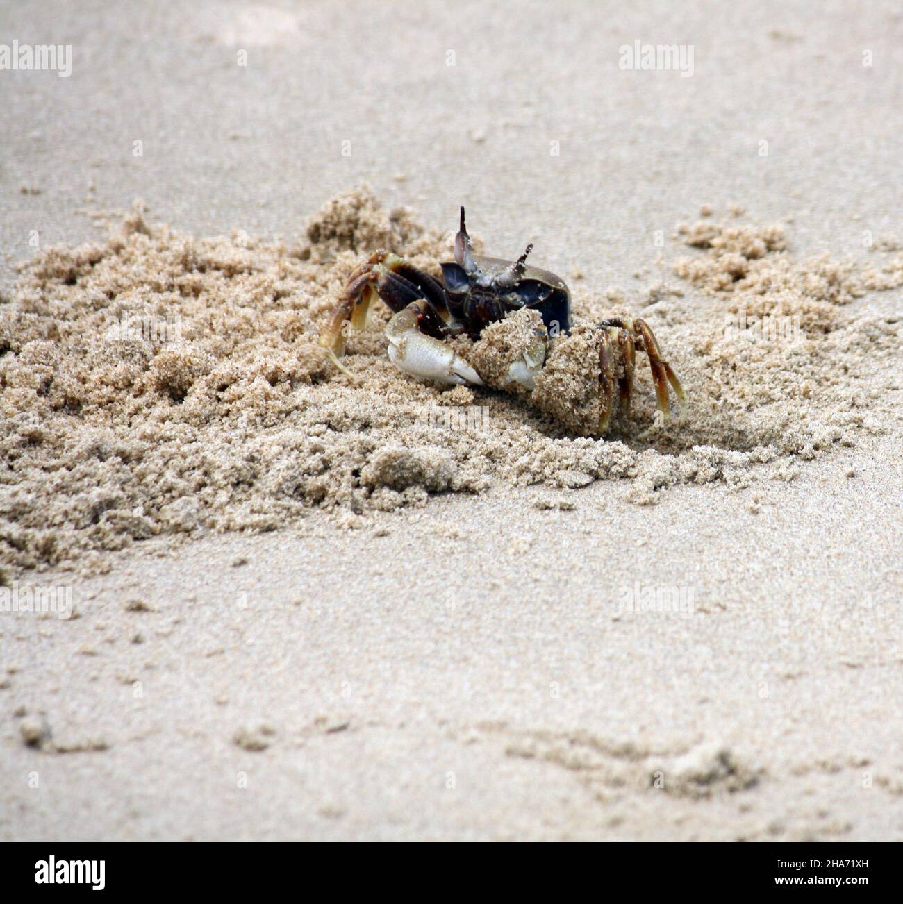 Cangrejo fantasma de cuerno o cangrejo fantasma de ojo de cuerno (Ocypode ceratophthalmus) cavando madriguera en una playa : (pix Shukla) Foto de stock