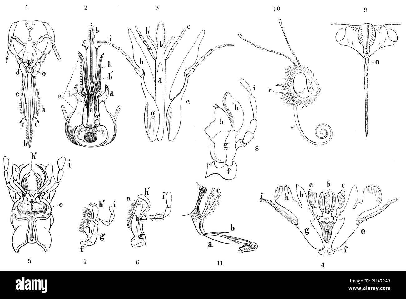 Abeja melífera: Cabeza desde el frente (1); abeja molida desde abajo (2); Andrena labialis (3); Cimbex variabilis (4); cabeza de Procrustes coriaceus desde abajo (5); mitad mandibular derecha de Cicindela campestris (6); mitad mandibular derecha de Staphylinolus (8); mitad mandibular derecha de Locdimandibular (7); Cabeza de Tettigonia orni de frente (9); cabeza de la mariposa del día (11); probóscis de Tacina grossa (11): (A) mentón, (b) lengua, (b') lenguas accesorias, (c) palmas labiales; los tres juntos forman el labio inferior, (d) mejillas mentón (mandibles), (e) maxilae (f) compuesto de las siguientes piezas: Foto de stock