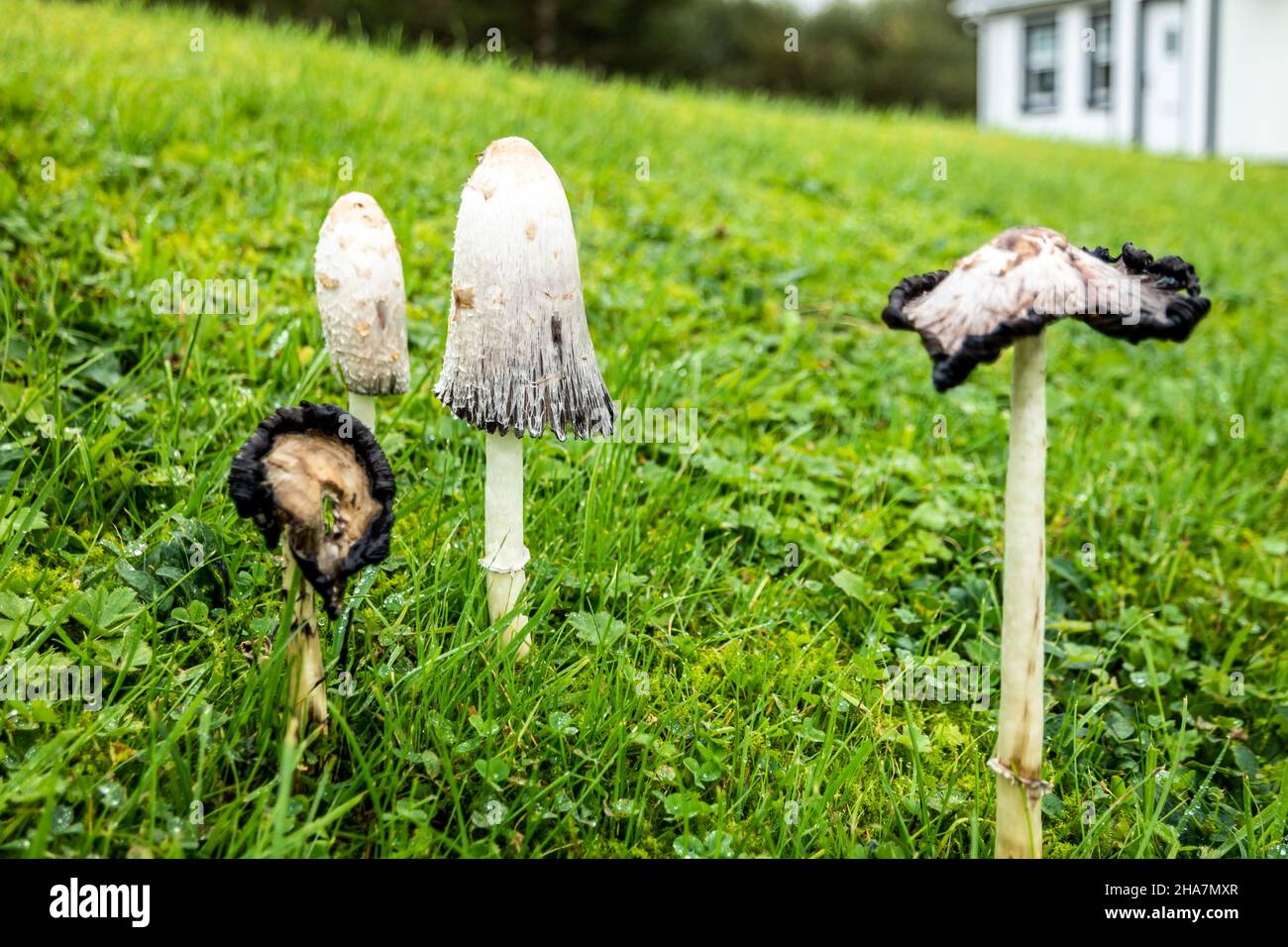 Hongo con tapa de tinta, Coprinus comatus, que crece en el césped de Irlanda. Foto de stock