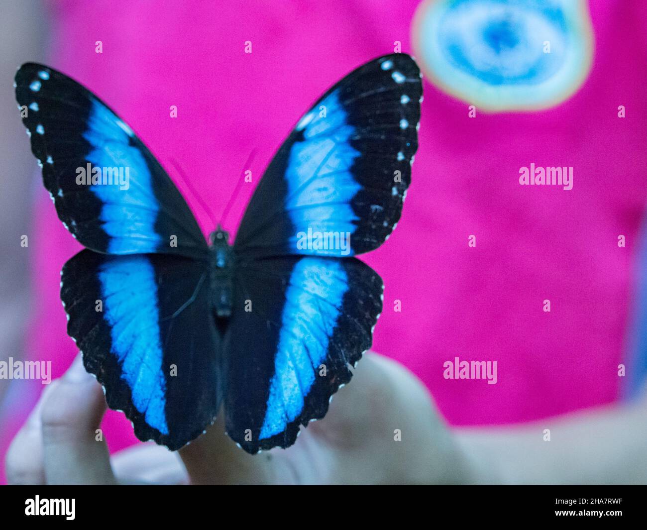 Hermosa mariposa azul, Morpho en la selva amazónica. Amazonia. América del Sur. Foto de stock