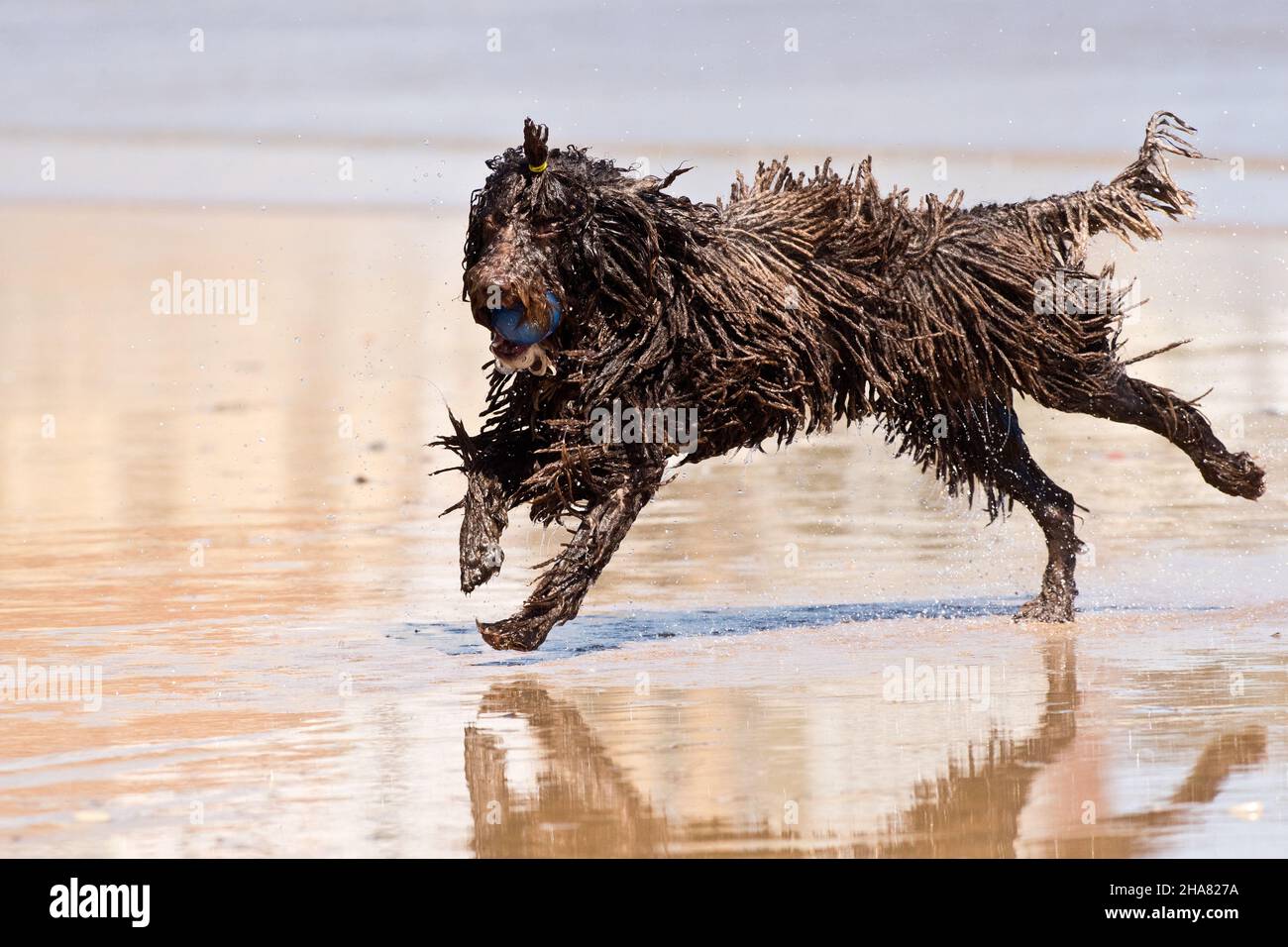 El perro, llamado perro doméstico o canino, y en algunos lugares  coloquialmente llamado pooch, tuso, choco, entre otros; es un mamífero  carnívoro de la lata Fotografía de stock - Alamy