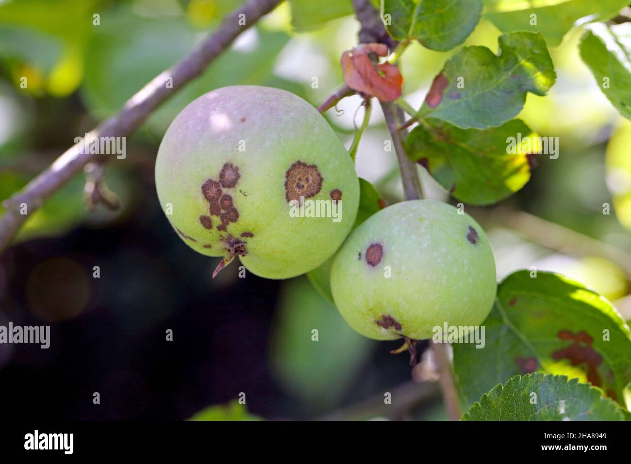 El costra de manzana es una enfermedad común de las plantas de la familia de las rosas (Rosaceae) causada por el hongo ascomycete Venturia inaequalis. Foto de stock