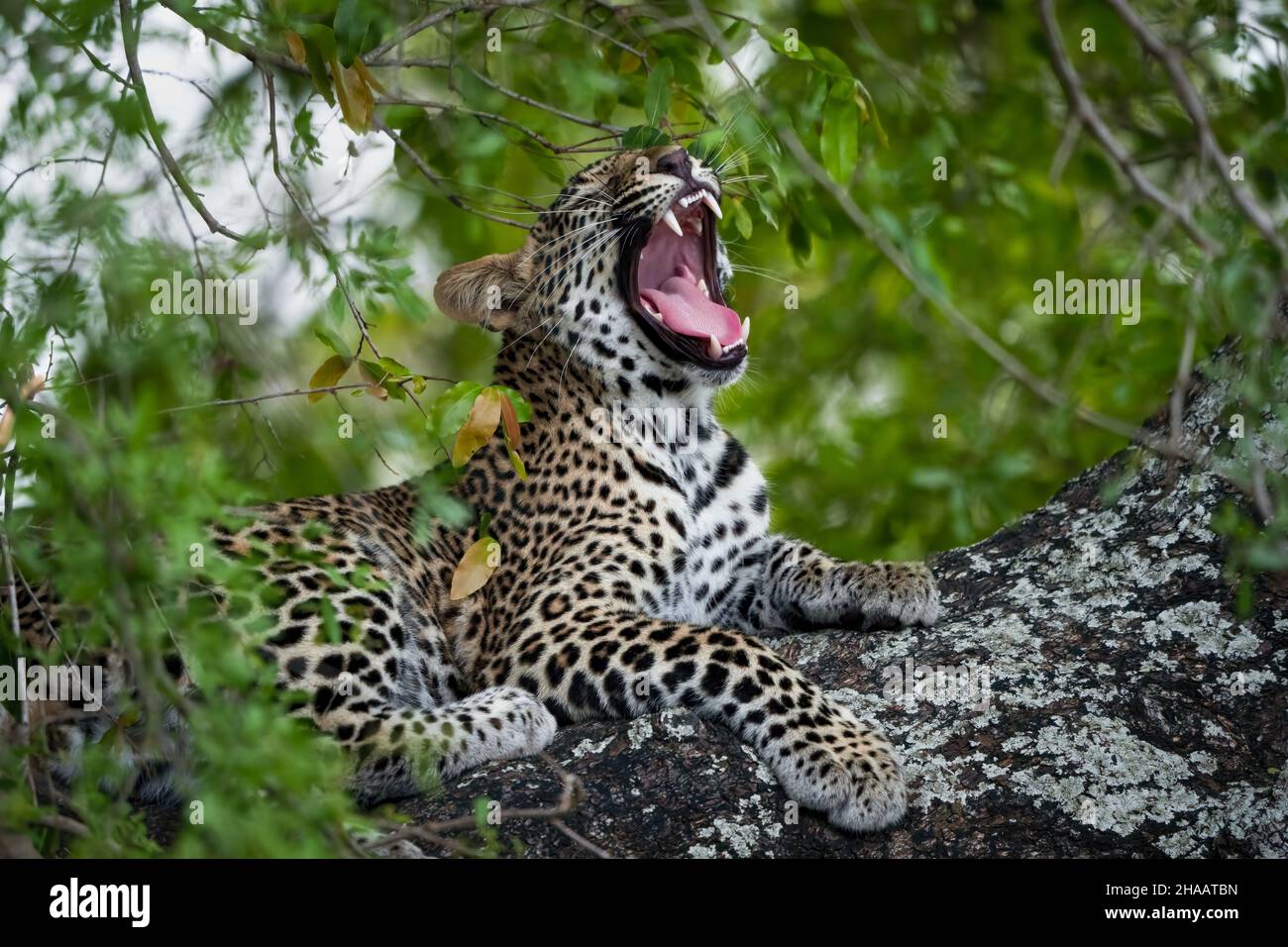 Bostezo femenino de leopardo (Panthera Pardus) en un árbol africano de ébano o baya (Diospiros mespiliformis). Parque Nacional Kruger. Mpumalanga. Sur AF Foto de stock