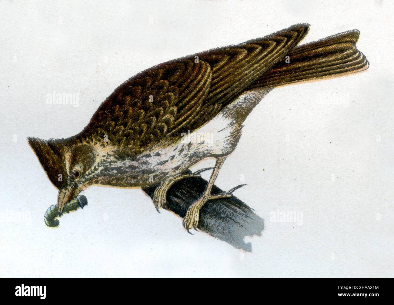 Lark crested Galerida cristata, (libro de zoología, 1913), Foto de stock