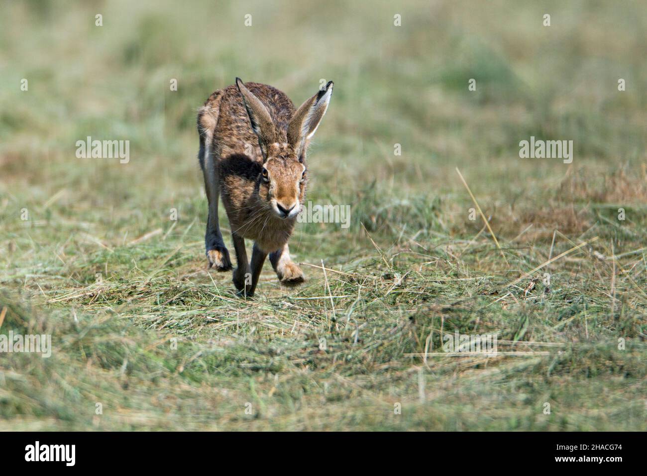Liebre europea (Lepus europaeus), que corre a través del campo, Baja Sajonia, Alemania Foto de stock