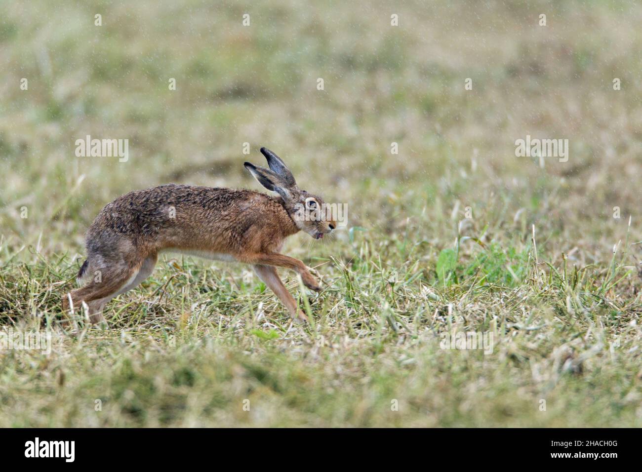 Liebre europea (Lepus europaeus), corriendo a través del campo en la lluvia, Baja Sajonia, Alemania Foto de stock