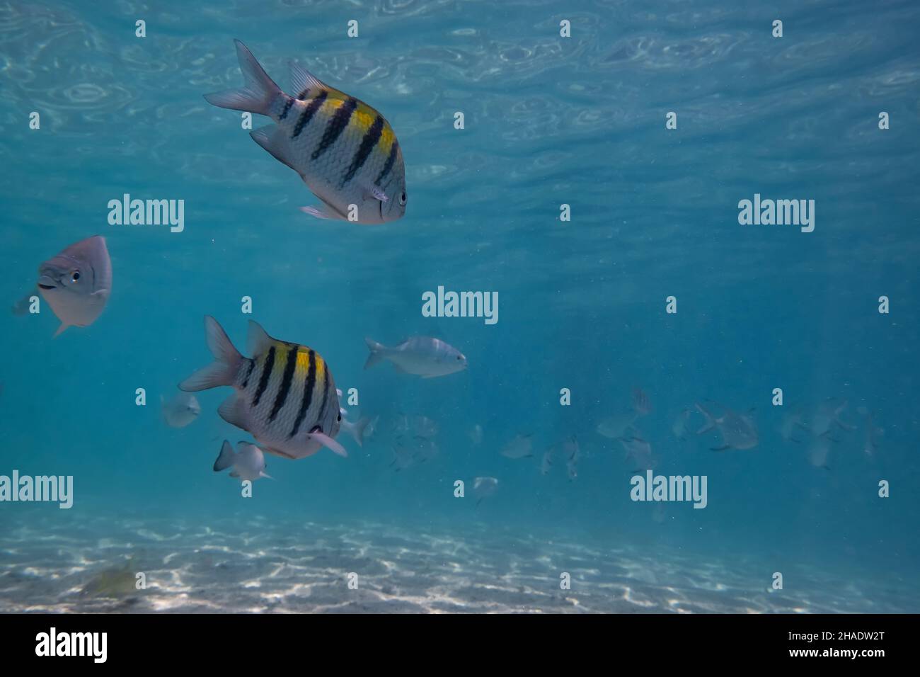 Tiro subacuático de peces sargento de gran importancia nadando en aguas azules Foto de stock