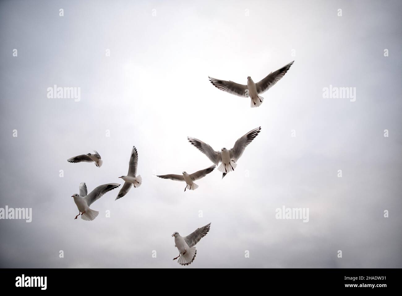 un rebaño de aves marinas luchando sobre un trozo de pan lanzado al aire mostrando impresionantes habilidades aéreas Foto de stock