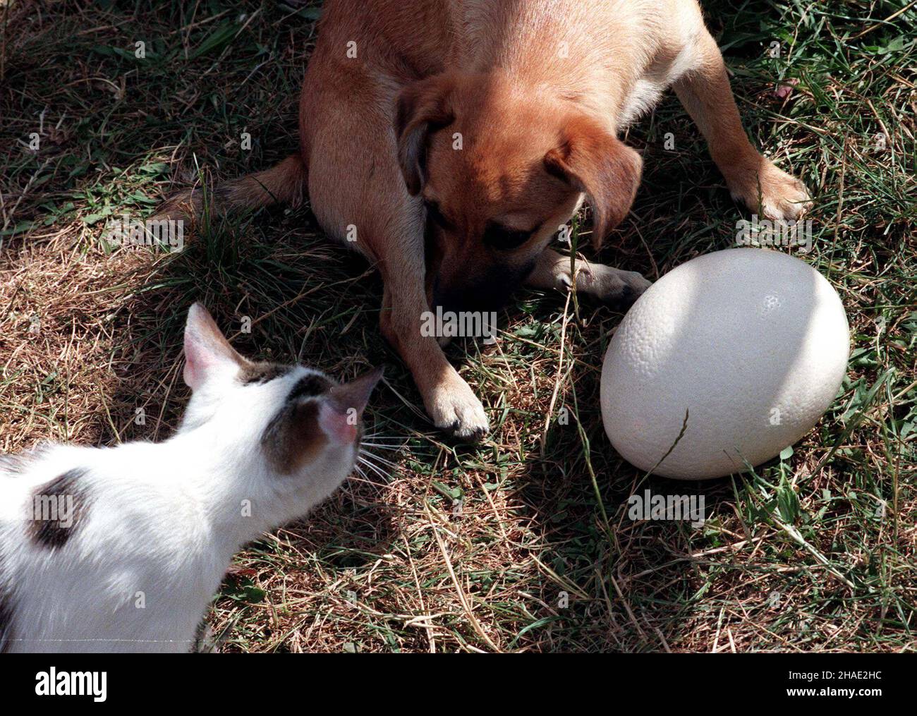 Quiero ser un gato fotografías e imágenes de alta resolución - Página 6 -  Alamy