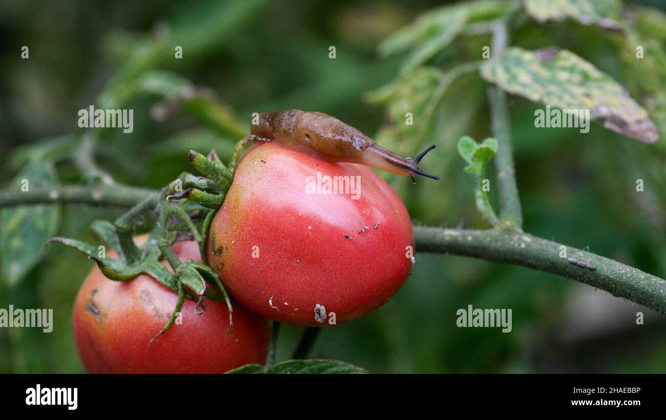 Hongos Enfermedades peligrosas de los tomates, que afectan a los representantes de la sombra nocturna, especialmente las patatas. Esta enfermedad es causada por la posición de organismos patógenos entre hongos y la mancha gris de protozoos Foto de stock