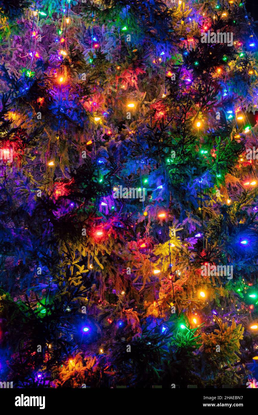 luces multicolor en un árbol de navidad decorado, Foto de stock