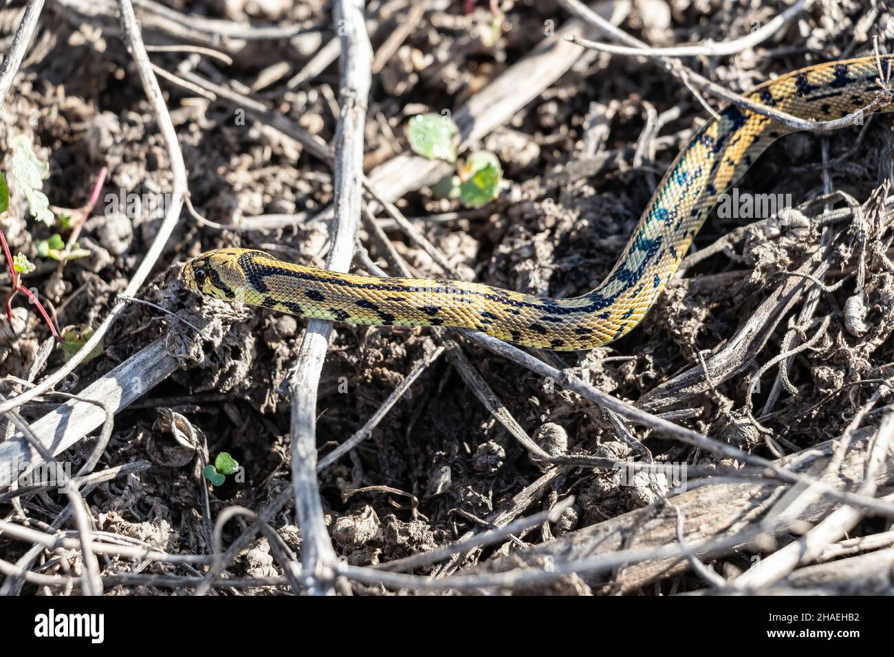 Serpiente de látigo verde o serpiente de látigo occidental (Hierophis viridiflavus), especie de serpiente de la familia Colubridae en su hábitat Foto de stock