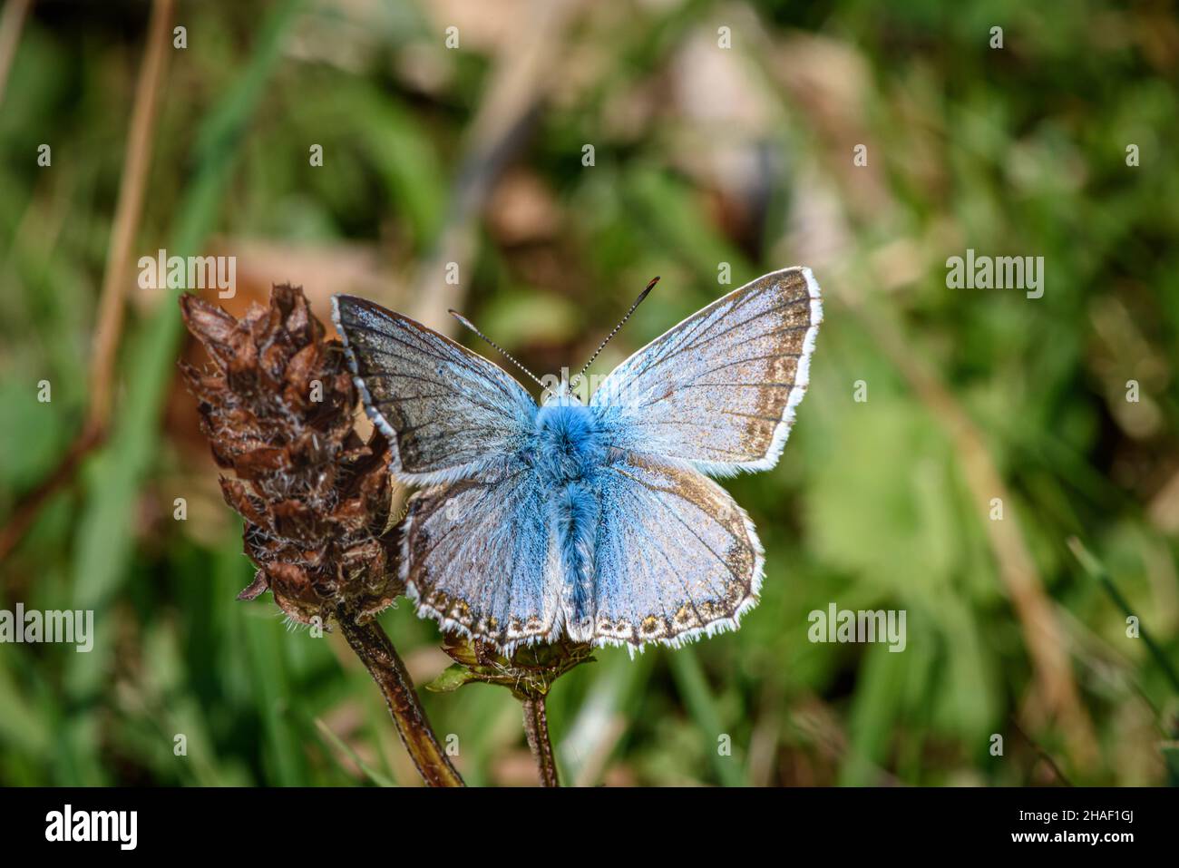 Chalkhill Blue Butterfly, Polyommatus coridon macho, con alas extendidas en una flor marrón descolorida Foto de stock