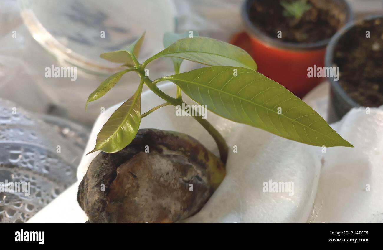 Como Germinar Una Semilla De Mango Semilla de mangoo joven germinada - concepto para cultivar mango a partir  de semilla en casa Fotografía de stock - Alamy