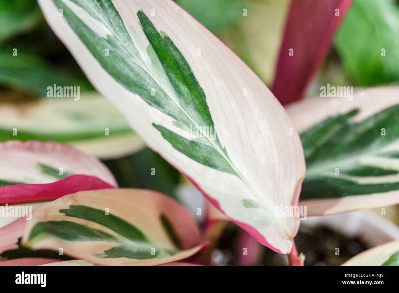 Planta de Stromantthe con rayas blancas y rosadas en una olla sobre la mesa. Jardín interior, hogar de jardinería. Hogar interior con flores, cerca Foto de stock