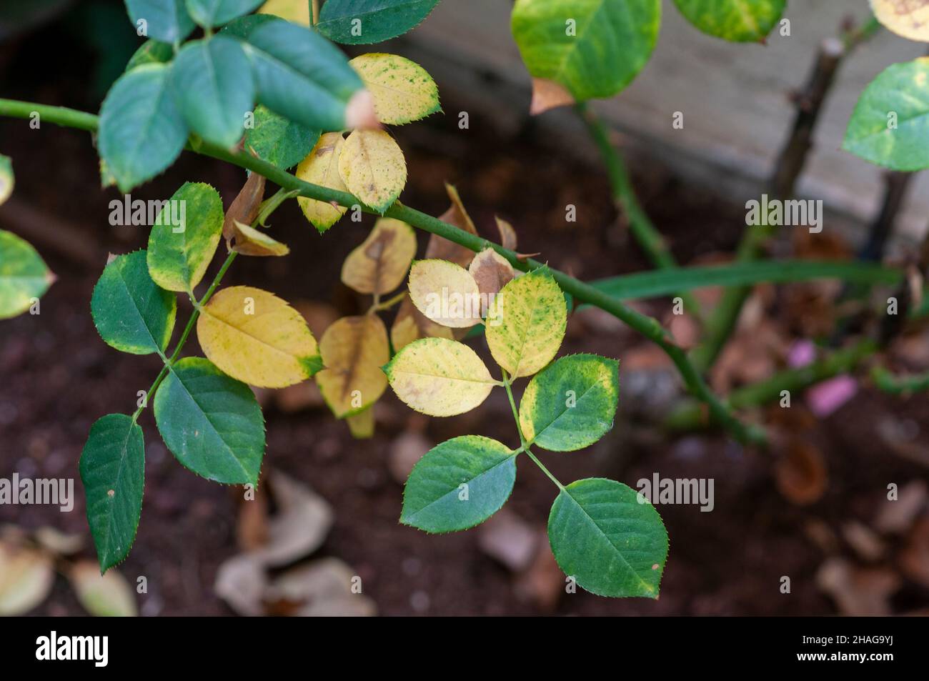 Hongo de la roya de la planta fotografías e imágenes de alta resolución ...