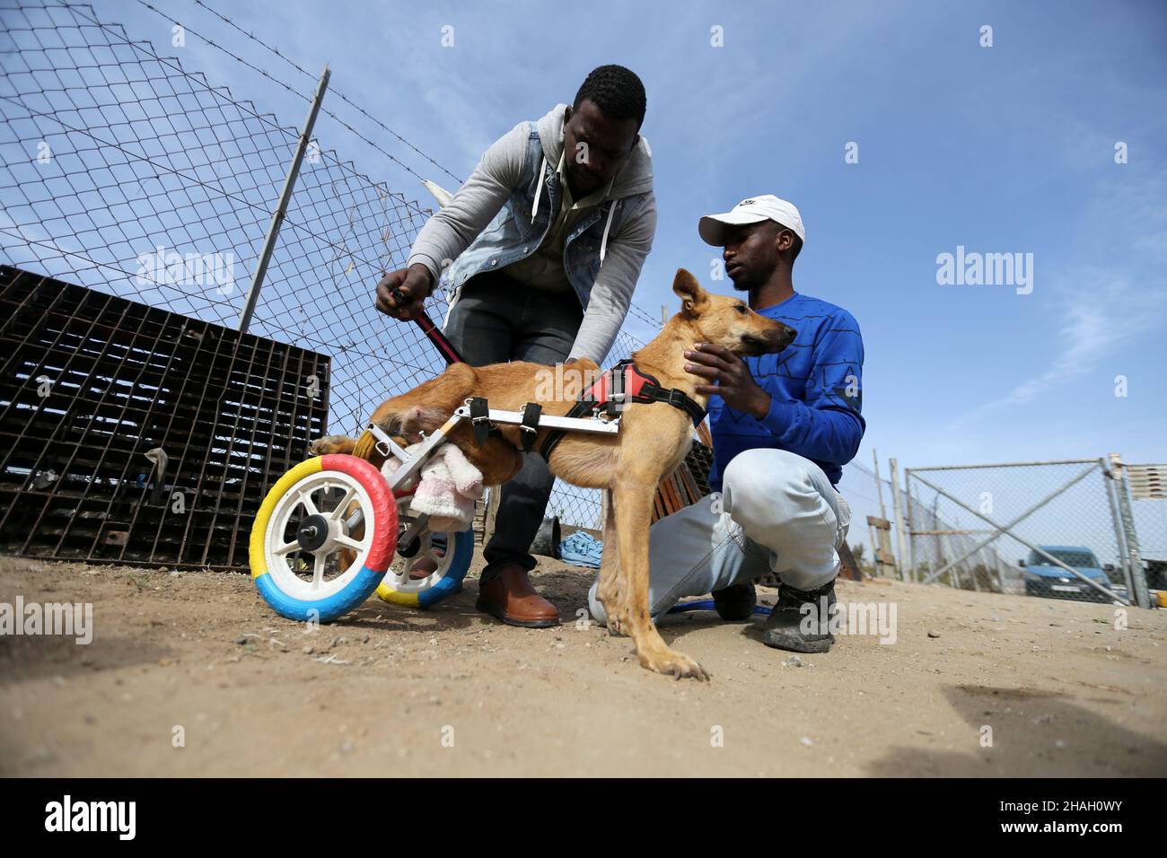 El ingeniero palestino Ismail Al-Aer y el cuidador de animales dijeron que Al-Aer puso un perro paralizado en una nueva silla de ruedas en la ciudad de Gaza, el 6 de diciembre de 2021. Fue un momento de congelación para Lucy, un perro paralizado, cuando los cuidadores de animales le pusieron una silla de ruedas para ayudarla a moverse de nuevo. Said Al-Aer trabaja con su padre para cuidar de 300 perros callejeros y 80 gatos. Foto tomada el 6 de diciembre de 2021. REUTERS/Ibraheem Abu Mustafa Foto de stock
