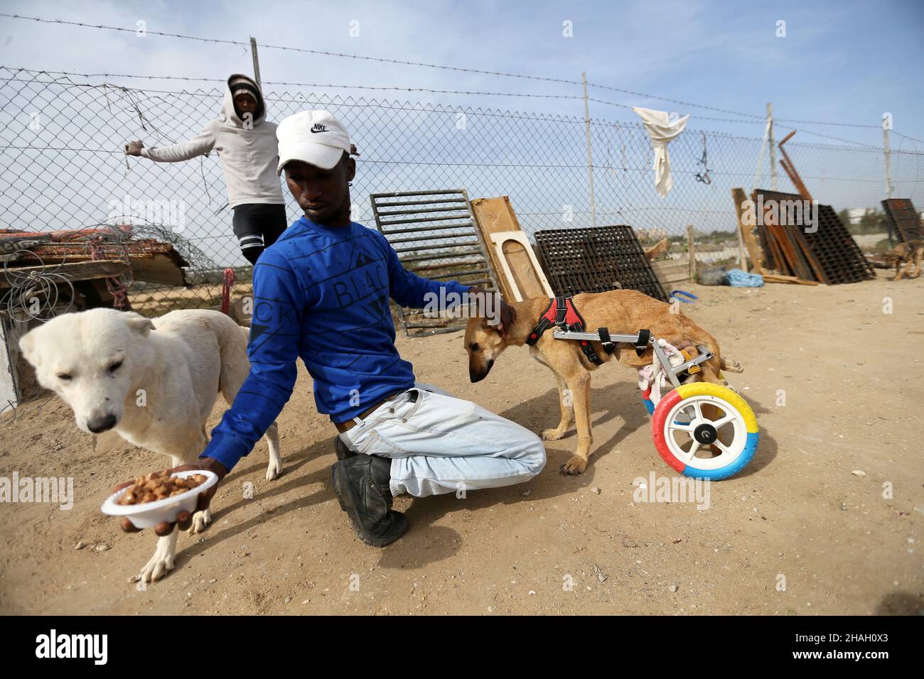 El cuidador de animales palestinos dijo que Al-Aer entrena a un perro paralizado para caminar usando una silla de ruedas nueva mientras alimenta a otro perro en la ciudad de Gaza el 6 de diciembre de 2021. Fue un momento de congelación para Lucy, cuando los cuidadores de animales le pusieron una silla de ruedas para ayudarla a moverse de nuevo. Said Al-Aer trabaja con su padre para cuidar de 300 perros callejeros y 80 gatos. Foto tomada el 6 de diciembre de 2021. REUTERS/Ibraheem Abu Mustafa Foto de stock