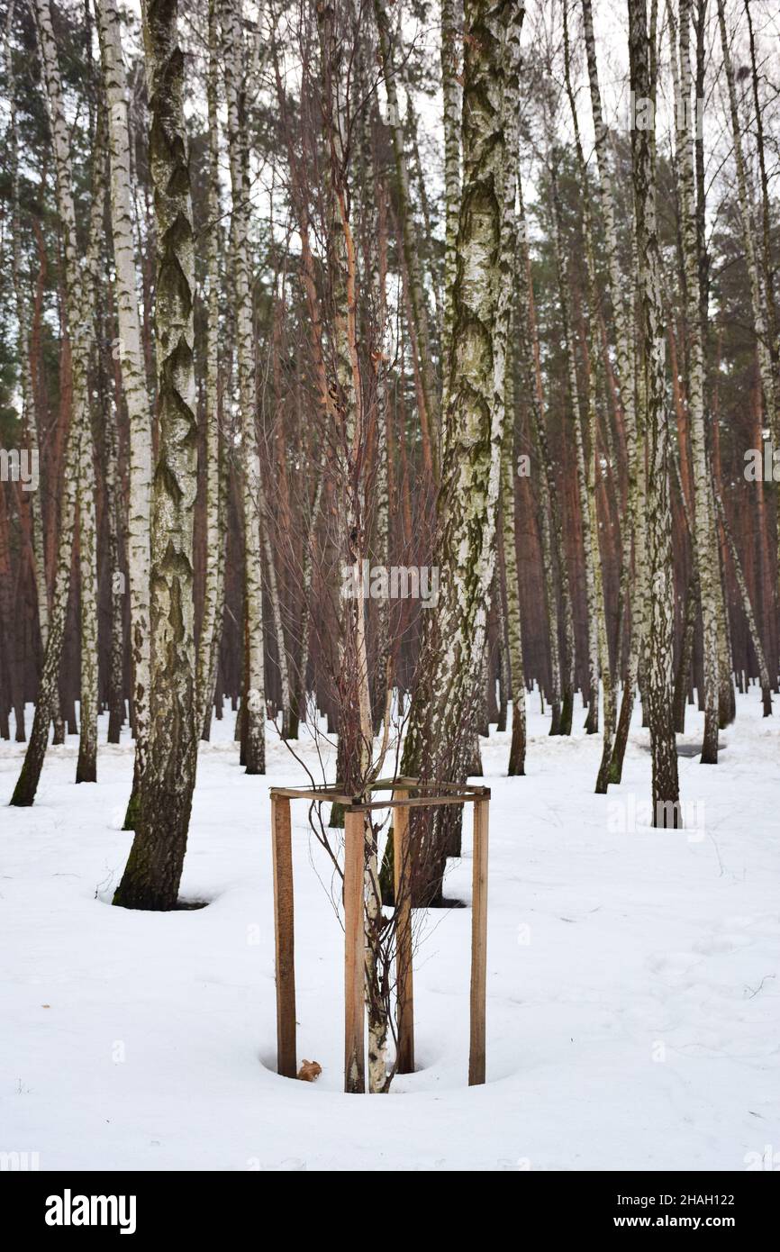 En un bosque nevado de invierno, un joven abedul fue plantado y cuidado, rodeado por una valla Foto de stock