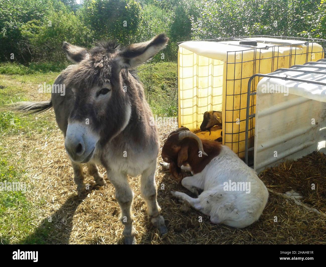 Animales de granja burro y dos cabras pastan en el verano al aire libre cerca del corral Foto de stock