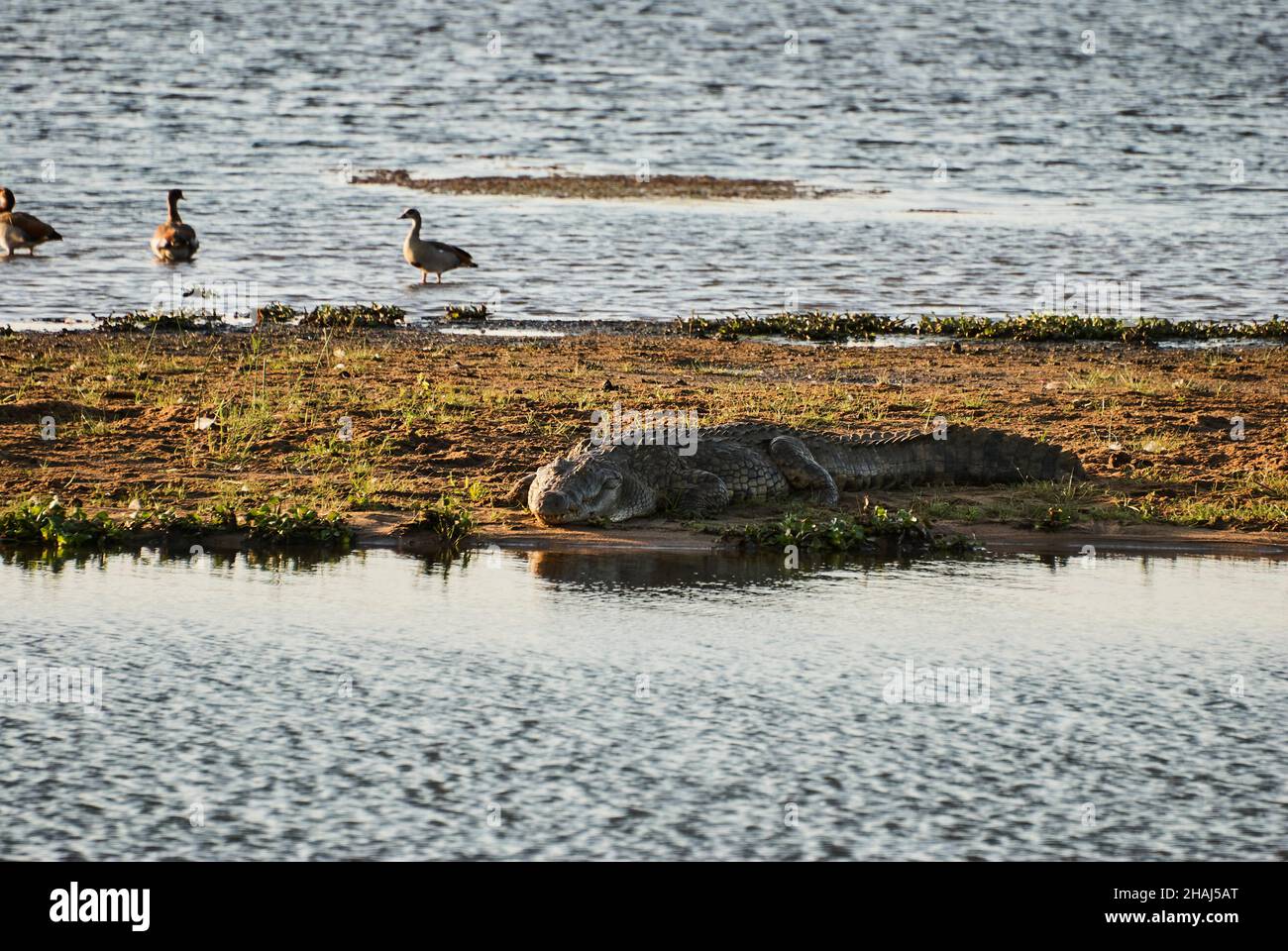 El cocodrilo grande, Crocodylidae, también el cocodrilo verdadero es un reptiles semiacuáticos grandes, que se encuentran en una orilla del río en África Foto de stock
