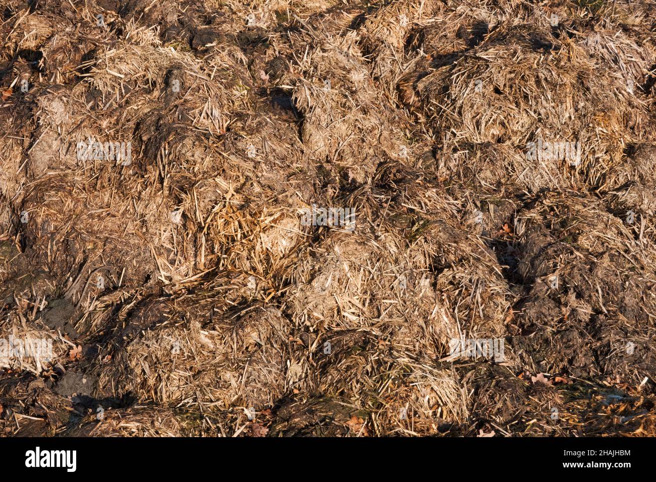 Agricultura orgánica: Detalle de un montón de estiércol mezclado con paja Foto de stock