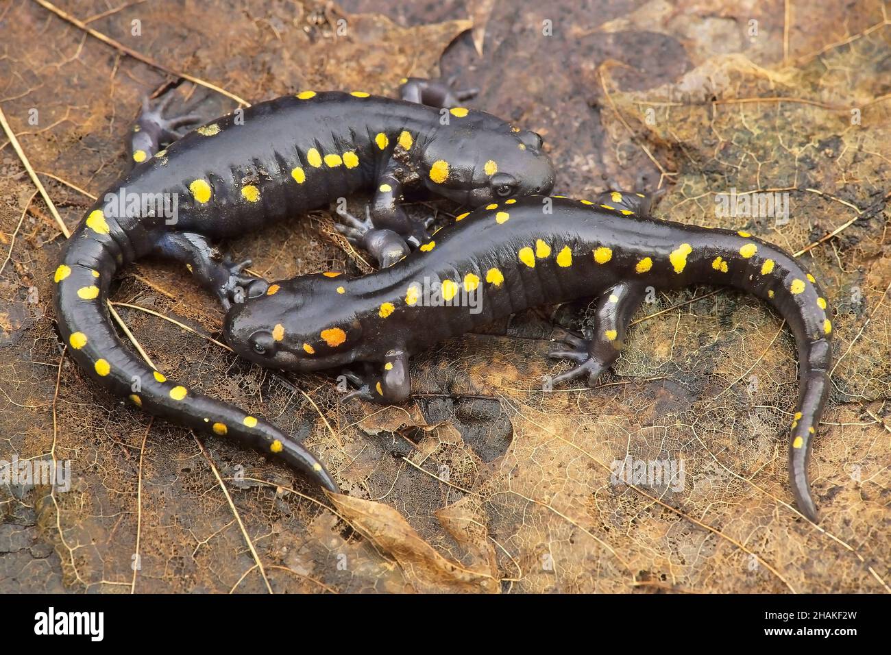 Pareja de salamandras de manchas amarillas (Ambystoma maculatum) en hoja, cerca del estanque vernal, al este de los Estados Unidos, por Skip Moody/Dembinsky Photo Assoc Foto de stock
