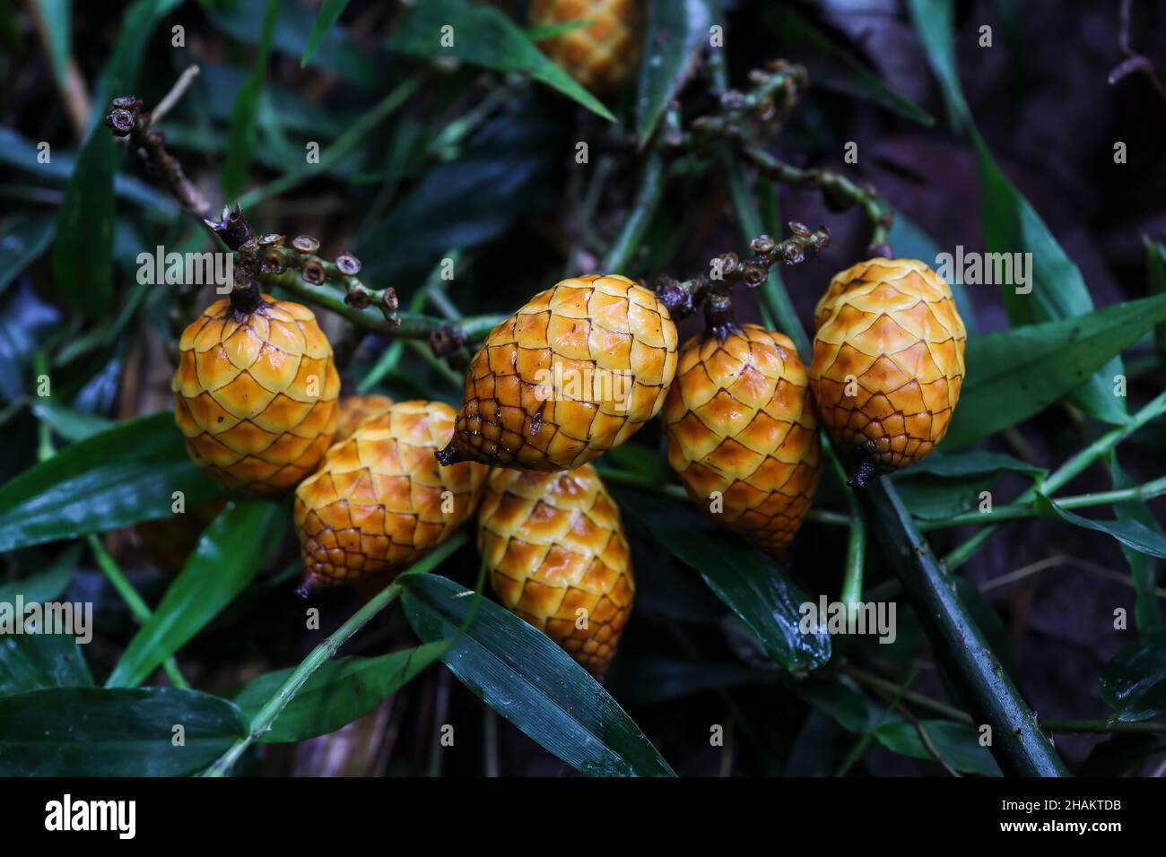 Fruta comestible de piel de serpiente silvestre en una selva tropical Foto de stock