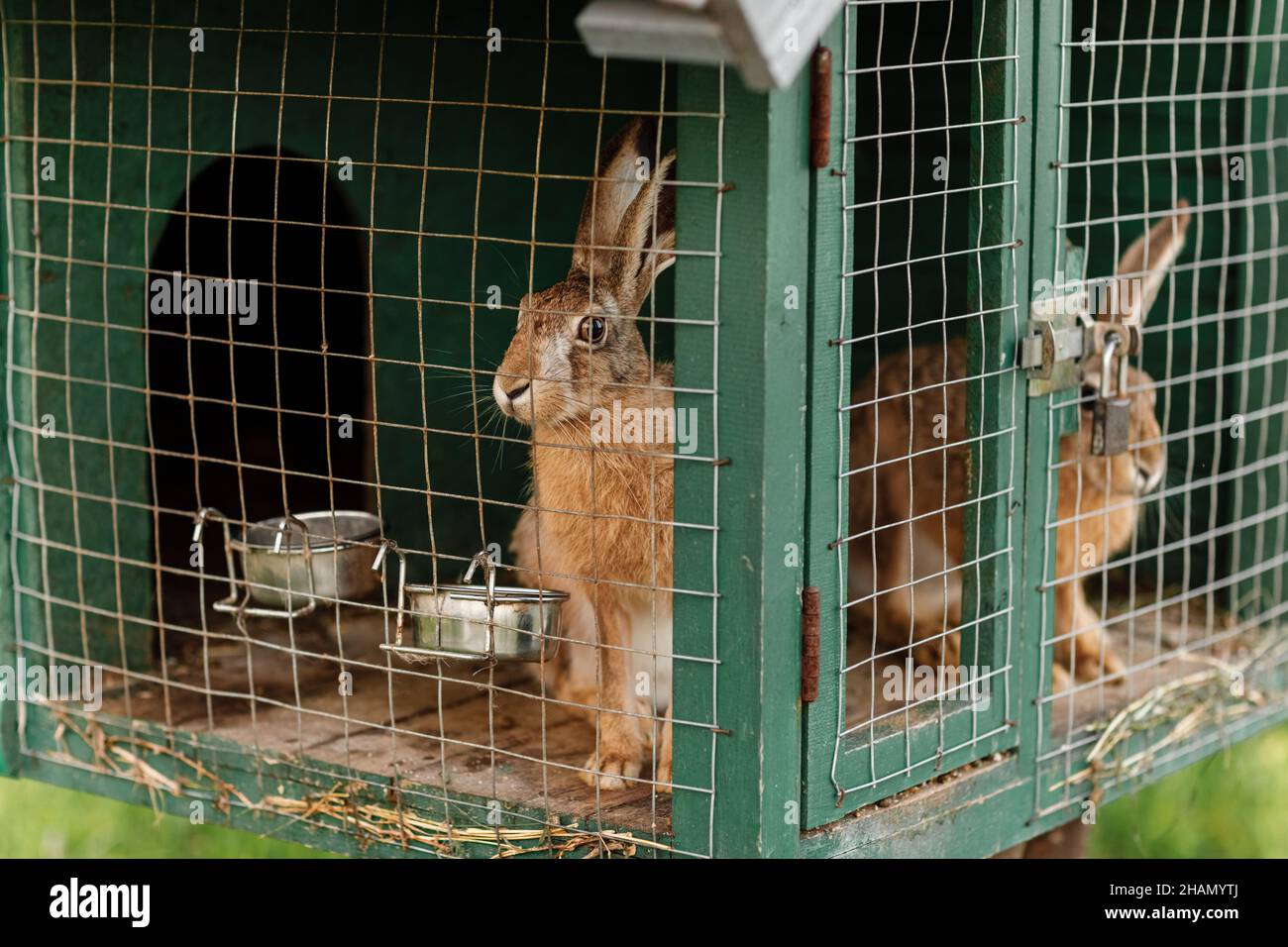 Malla conejo fotografías e imágenes de alta resolución - Página 2 - Alamy
