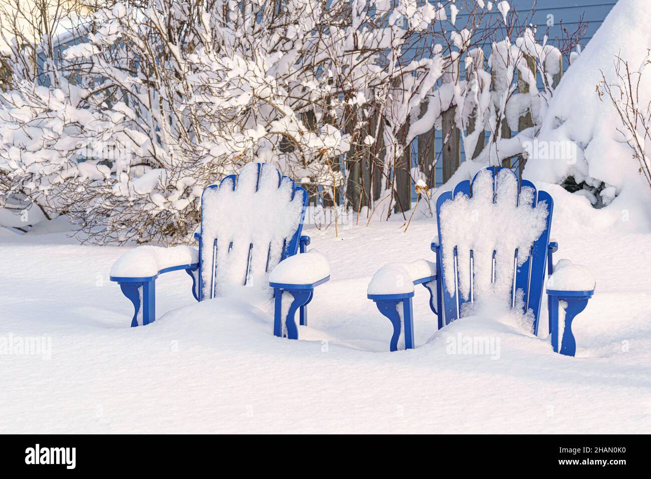Sillas Adirondack azules en un jardín trasero. Foto de stock