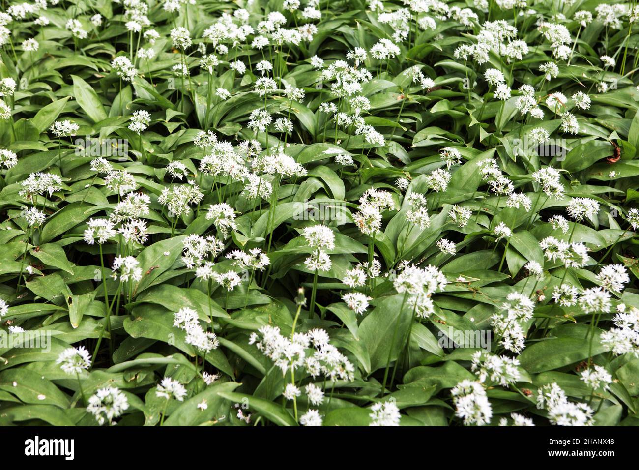 Allium ursinum o ajo silvestre cubre el suelo del bosque, Alemania, Europa Foto de stock