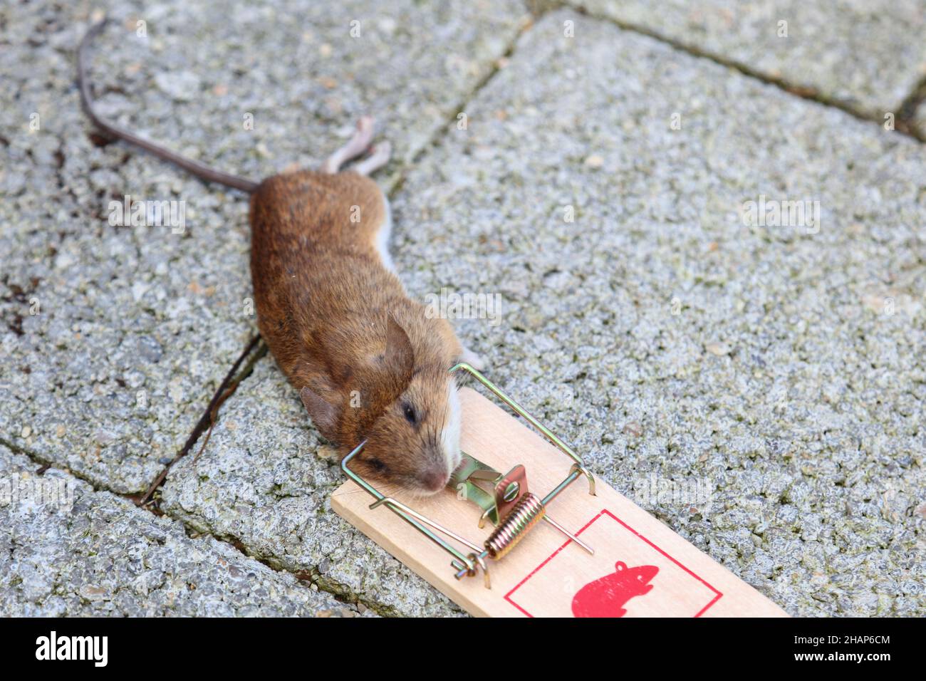 Mejor trampa para ratones fotografías e imágenes de alta resolución - Alamy