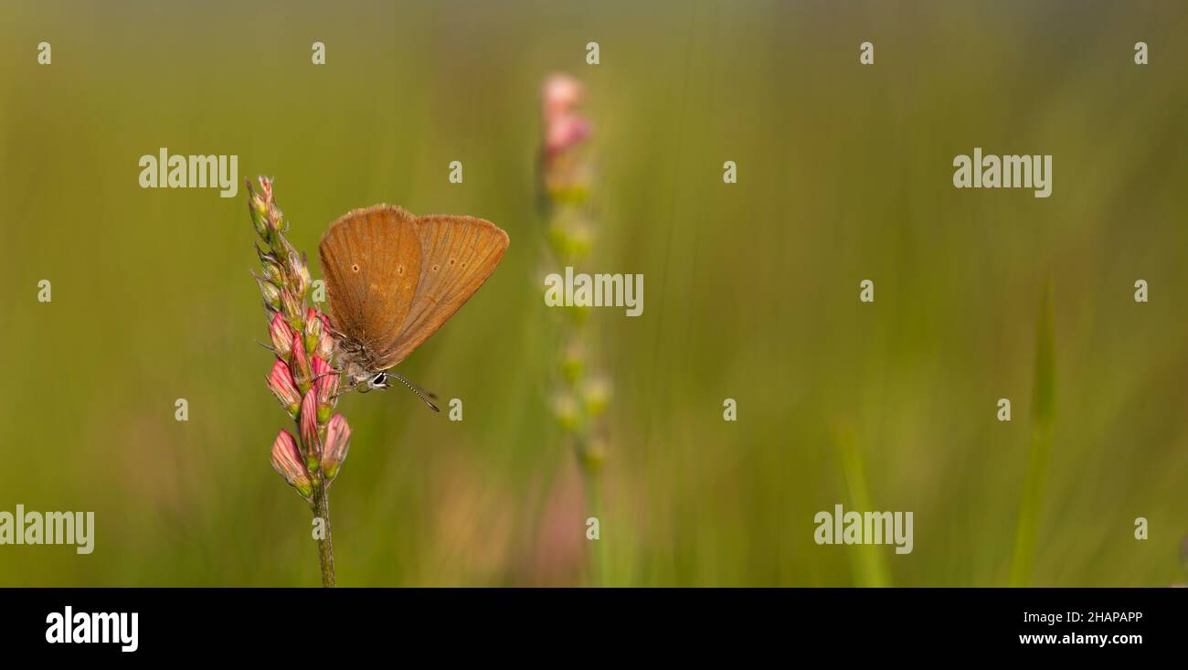 Pequeña mariposa marrón en la planta huésped, Phengaris nausithous Foto de stock