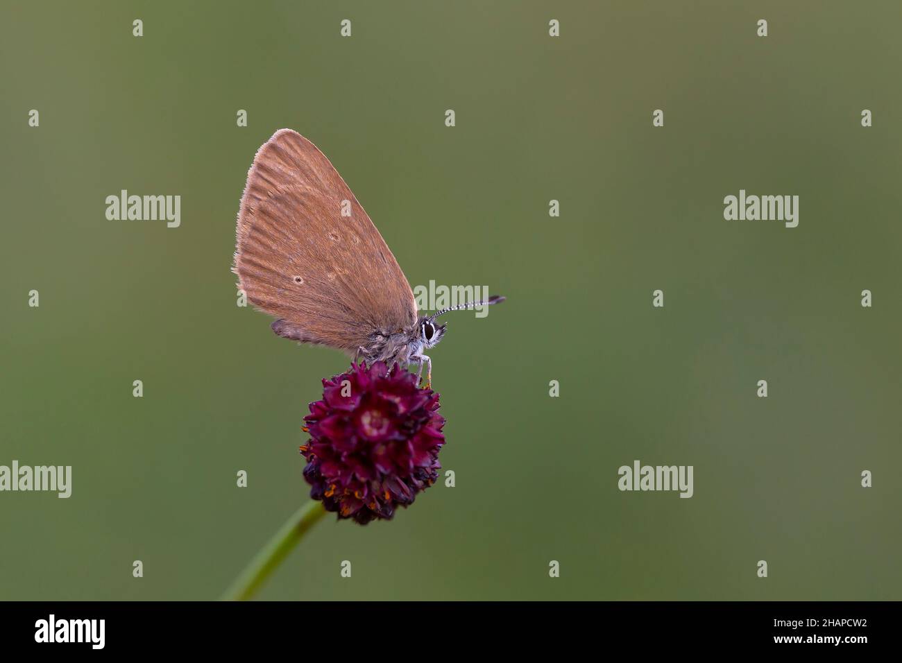 Pequeña mariposa marrón en la planta huésped, Phengaris nausithous Foto de stock